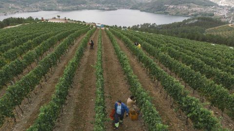 Vi�edos de Vi�a Costeira