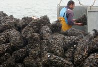Los puertos arousanos son los que m�s mejill�n mueven en toda Galicia. 