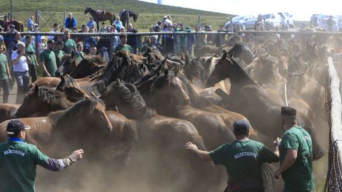 Para esta rapa, los organizadores consiguieron reunir un centenar de animales.