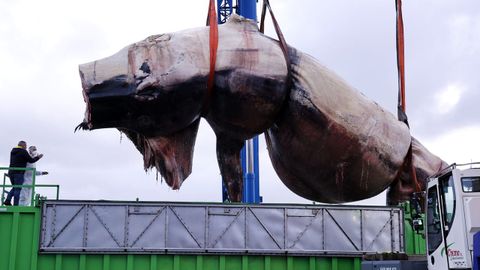 Despiezan la ballena varada en Oza desde el s&aacute;bado para proceder a su retirada