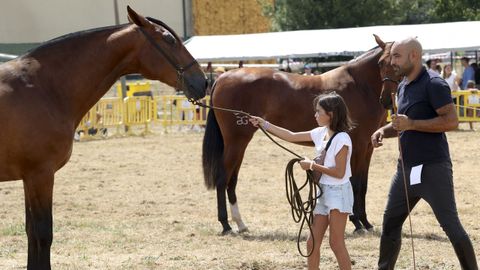 En la zona de O Pino existe mucha tradici�n con los caballos