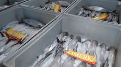 Primer bonito de la temporada 2016