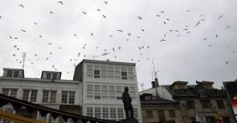 Las gaviotas molestan a los vecinos y preocupan a los comerciantes, sobre todo en el casco histrico. 