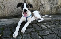 Bruno tiene ocho meses y est� en adopci�n