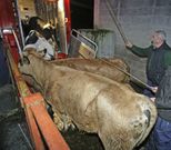 Vacas subiendo a un cami�n, camino del matadero. 