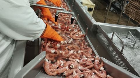 Planta de procesado de langostino Greciamar, del grupo San Isido, socio de Lanzal.