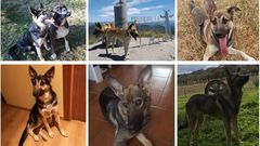 De izquierda a derecha y de arriba a abajo: Temis, C�es, Doa, Kenai, Alma y Kinder