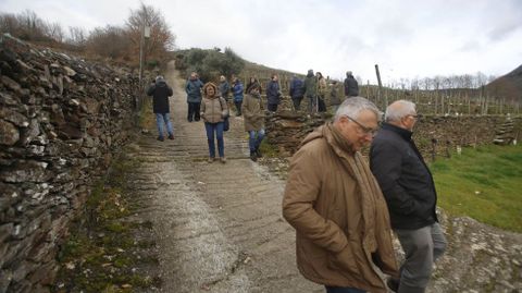 Vi�as en bancales con variedades gallegas en Ponte da Boga