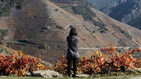 Los viedos de Doade (Sober) vistos desde el acceso al mirador de Soutochao