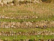 Plantaci�n de albarello en Rosende, de las mayores de esta variedad en la Ribeira Sacra.