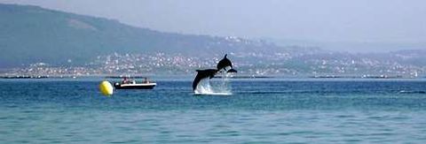 Un grupo de delfines juguetean en la r�a de Vigo. Aunque muchos cet�ceos pasan cerca de la costa, algunas grabaciones son de diez kil�metros de distancia.