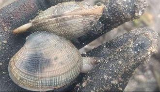 Las almejas ya empiezan a mostrar signos de debilidad.