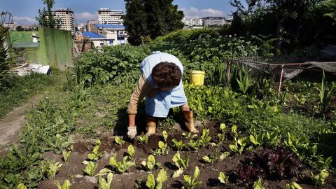 Una mujer siembra acelgas en una huerta en una imagen de archivo