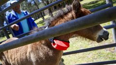 Collares disuasorios en Baro�a