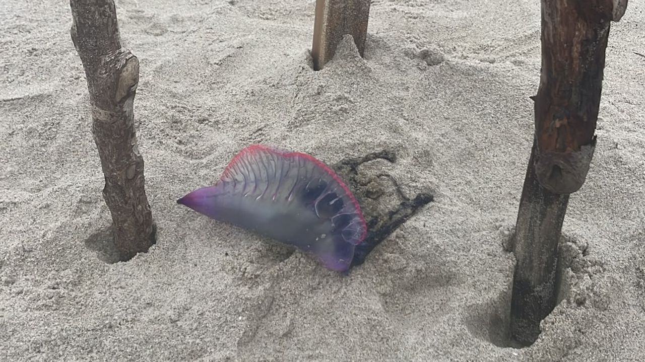 Aparecen los primeros ejemplares de carabela portuguesa del verano en A Mariña