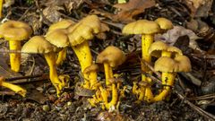 Exemplares de  Cantharellus tubaeformis, unha das numerosas especies de cogomelos catalogadas na provincia de Lugo