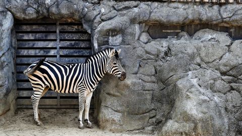 Una cebra en el zoo de Vigo.