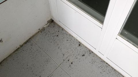 Mosquitos acumulados en el suelo en la estaci�n fitopatol�gica de Areeiro, que sufri� una de esas �explosiones� de la especie 