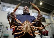 O Grove es la primera lonja en subasta de centollo tanto por cantidad como por calidad. 