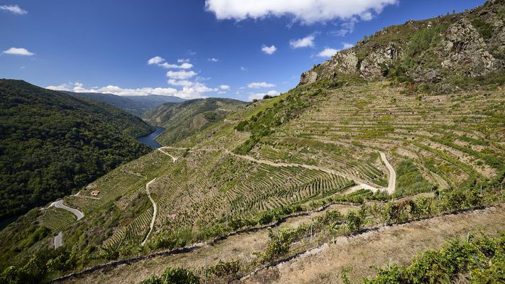 Imagen del vi�edo heroico de la Ribeira Sacra