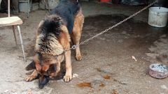 El encadenamiento es una de las principales causas de denuncia.