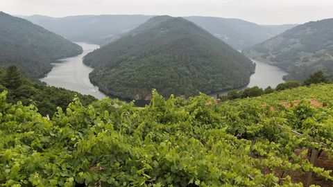 Los vi�edos de Adegas Moure, con la vista de Cabo do Mundo, obtuvieron premios por sus crianzas, como el Abad�a da Cova 2018