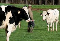 Pastizales de la granja A Vidueira, en O Ermo, una de las cinco en activo en la comarca.