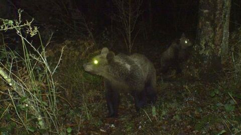 La osa �Villarina�, acompa�ada de una cr�a