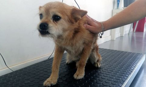 Animal perdido en Monforte y cuyo dueo prefiri dejar abandonado que ponerle el microchip