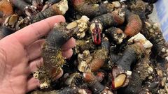 El percebe de Agui�o alcanza otro r�cord