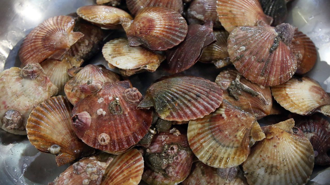 Gardacostas aumenta un 57 % las incautaciones de volandeira en plenas fiestas navideñas