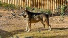 Lobo ib�rico