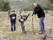 Javier Garc�a Arias, trabajando en la finca de cepas de garnacha centenaria en Pet�n. 