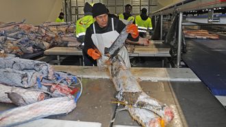 Operarios del frigor�fico de la asociaci�n gallega Orpagu cort�ndole la aleta a una tintorera congelada, como exige la normativa europea.