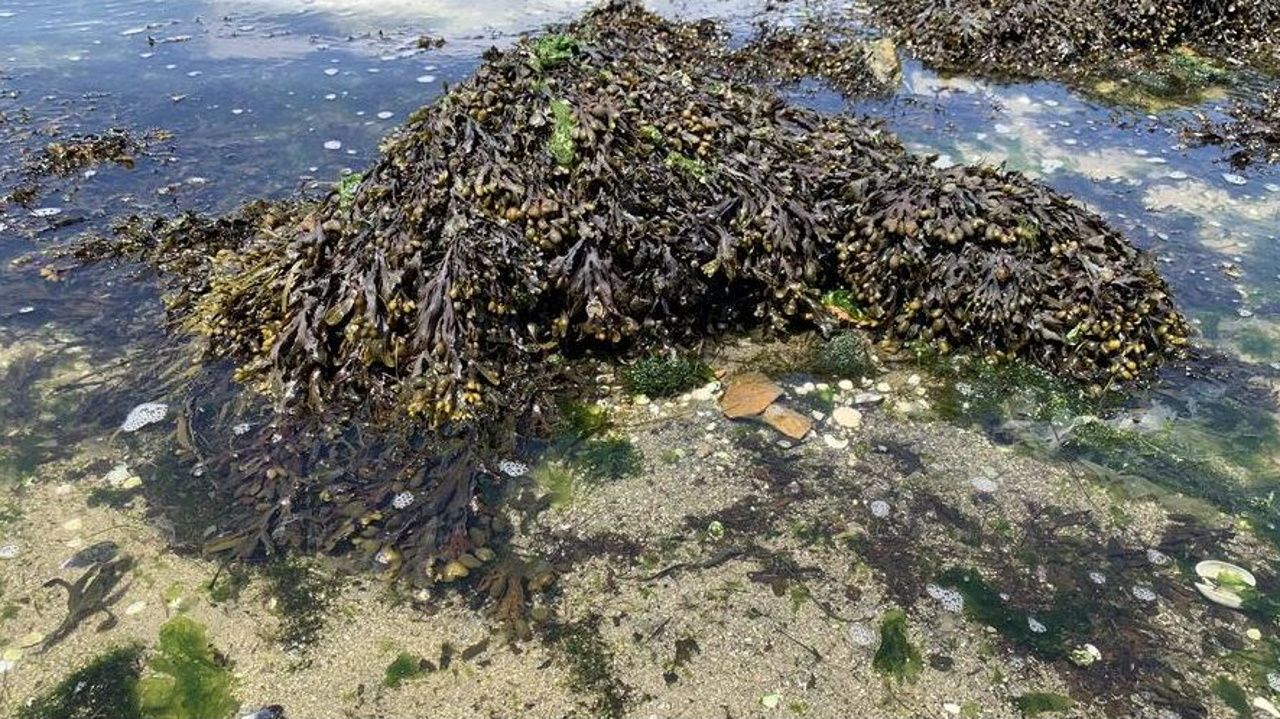 Las algas «dicen» que la costa gallega está menos contaminada que hace 30 años, según los científicos