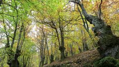 Imagen de un bosque de castaos en Pedrafita do Cebreiro.