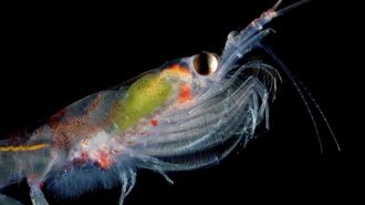 Peque�o crustaceo marino, kril, que habita en las aguas de la Antartida