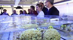 Una granja de corales en Viveiro