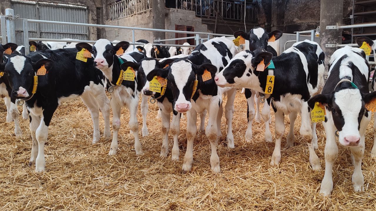 Las terneras gallegas que se van de internado