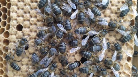 La abeja negra local tiene unas rayas muy delgadas
