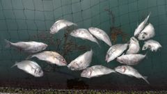 As� est�n las jaulas de besugo de Isidro 1952 en Lorb�