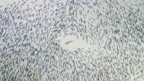 �Tibur�n negro� es la ganadora de la categor�a vida salvaje