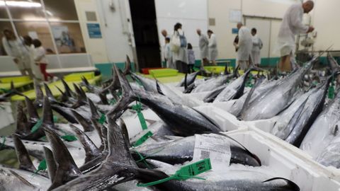 Venta de bonito en la lonja de Burela, el principal mercado de este tnido en Galicia