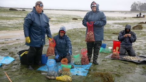 Mariscadores a pie de Cabo de Cruz en Mans en octubre del 2024