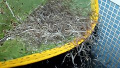 Imagen de archivo de varias angulas capturadas enaguas gallegas