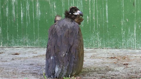 El animal se recupera ya en un espacio de vuelo intermedio