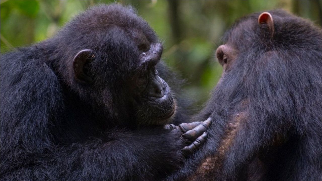 Los chimpancés se curan sus heridas con plantas medicinales