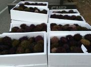 Gardacostas calcula que los erizos valdr�an unos 1.200 euros. 