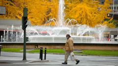 El color de los ginkgos