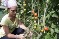 B�rbara en su huerto ecol�gico de tomates. 